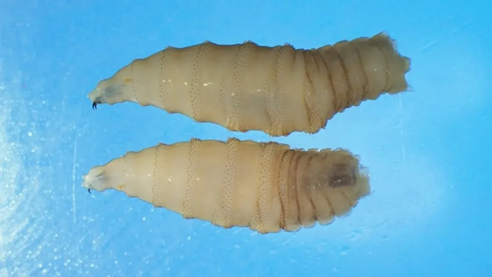 Parasita carnívoro que 'ameaça' EUA é detectado pela 1ª vez em humano