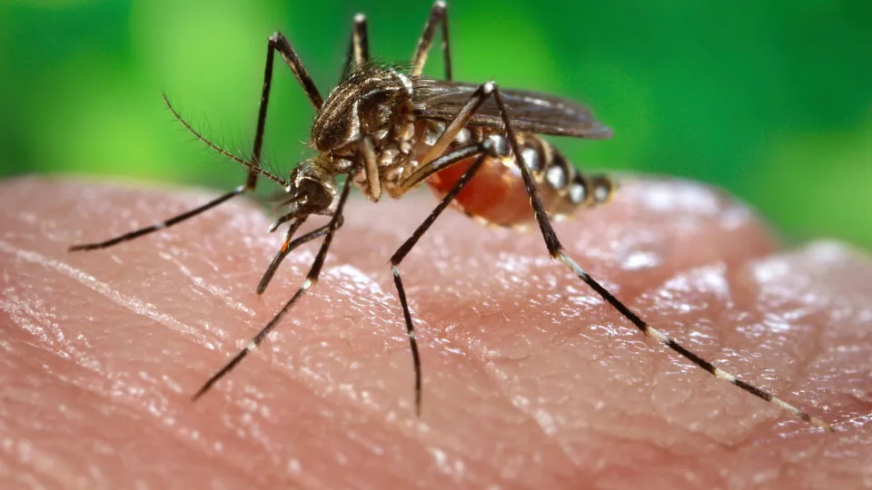 Europa bate recorde de doenças transmitidas por mosquitos