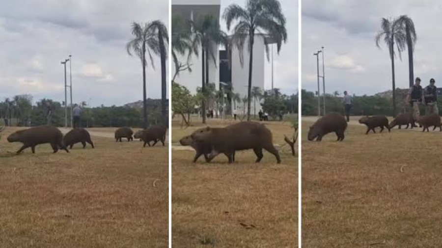 Capivaras invadem a Cidade Administrativa em BH e chamam atenção de servidores
