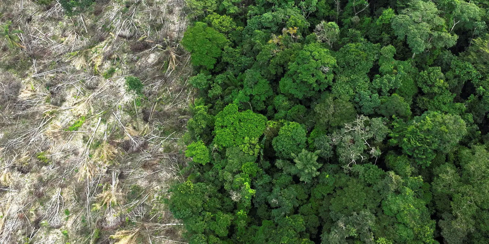Pesquisa mede impacto de mudanças do clima e desmatamento na Amazônia