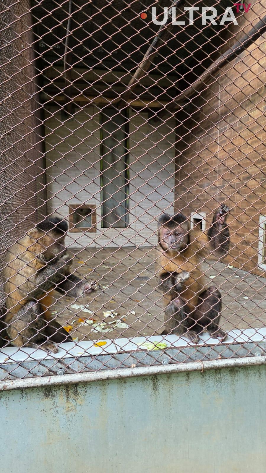 Criadouro Zarembski: O Único Legalizado do Brasil sob Ataque de uma 