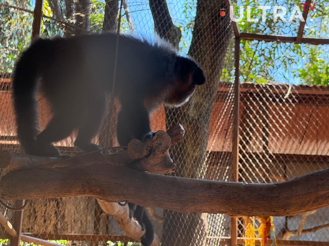 ENTRE A CRUELDADE E A SOBREVIVÊNCIA: Santuário em Minas luta diariamente contra o abandono, a crueldade e o esquecimento