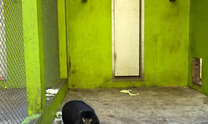 Criadouro Zarembski: O Único Legalizado do Brasil sob Ataque de uma 