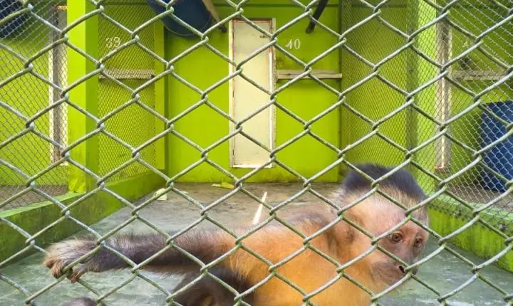 Criadouro Zarembski: O Único Legalizado do Brasil sob Ataque de uma 