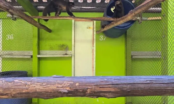 Criadouro Zarembski: O Único Legalizado do Brasil sob Ataque de uma 