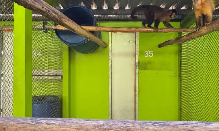 Criadouro Zarembski: O Único Legalizado do Brasil sob Ataque de uma 