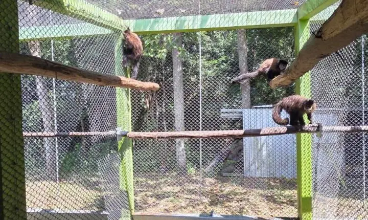 Criadouro Zarembski: O Único Legalizado do Brasil sob Ataque de uma 