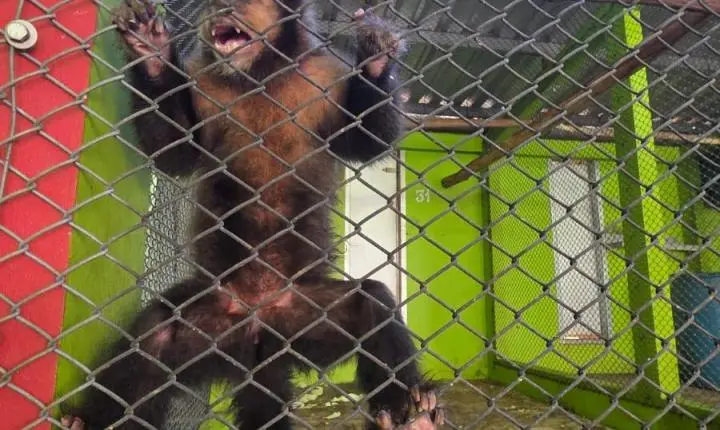 Criadouro Zarembski: O Único Legalizado do Brasil sob Ataque de uma 