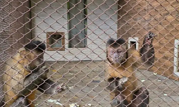 Criadouro Zarembski: O Único Legalizado do Brasil sob Ataque de uma 