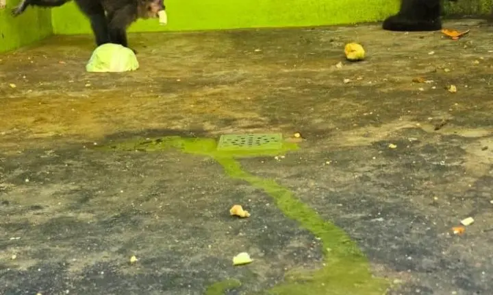 Criadouro Zarembski: O Único Legalizado do Brasil sob Ataque de uma 