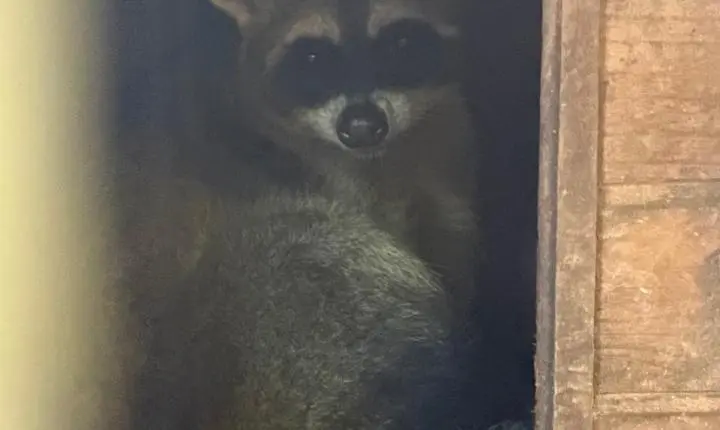 ENTRE A CRUELDADE E A SOBREVIVÊNCIA: Santuário em Minas luta diariamente contra o abandono, a crueldade e o esquecimento