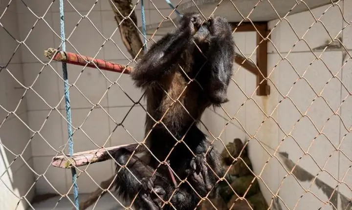 ENTRE A CRUELDADE E A SOBREVIVÊNCIA: Santuário em Minas luta diariamente contra o abandono, a crueldade e o esquecimento