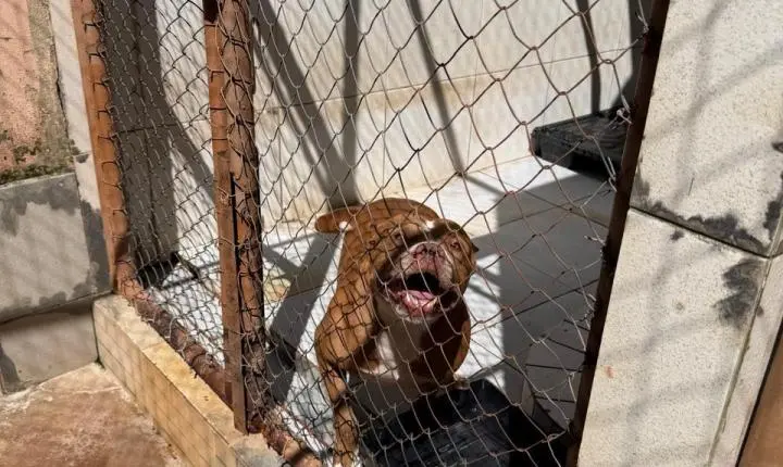 ENTRE A CRUELDADE E A SOBREVIVÊNCIA: Santuário em Minas luta diariamente contra o abandono, a crueldade e o esquecimento