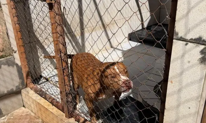 ENTRE A CRUELDADE E A SOBREVIVÊNCIA: Santuário em Minas luta diariamente contra o abandono, a crueldade e o esquecimento