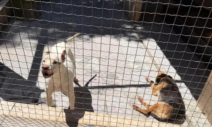 ENTRE A CRUELDADE E A SOBREVIVÊNCIA: Santuário em Minas luta diariamente contra o abandono, a crueldade e o esquecimento