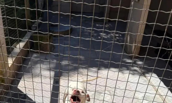 ENTRE A CRUELDADE E A SOBREVIVÊNCIA: Santuário em Minas luta diariamente contra o abandono, a crueldade e o esquecimento