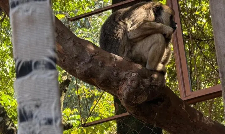 ENTRE A CRUELDADE E A SOBREVIVÊNCIA: Santuário em Minas luta diariamente contra o abandono, a crueldade e o esquecimento