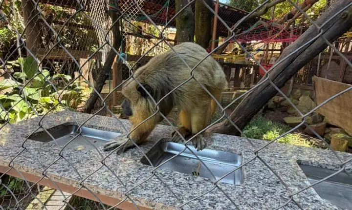ENTRE A CRUELDADE E A SOBREVIVÊNCIA: Santuário em Minas luta diariamente contra o abandono, a crueldade e o esquecimento