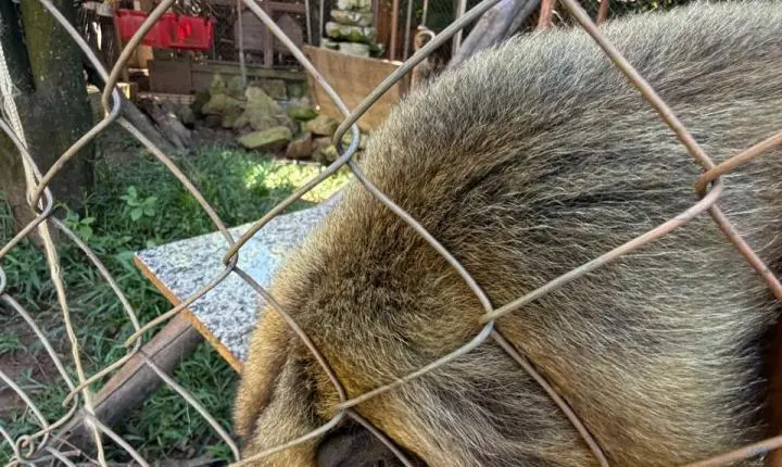 ENTRE A CRUELDADE E A SOBREVIVÊNCIA: Santuário em Minas luta diariamente contra o abandono, a crueldade e o esquecimento