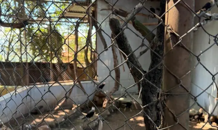 ENTRE A CRUELDADE E A SOBREVIVÊNCIA: Santuário em Minas luta diariamente contra o abandono, a crueldade e o esquecimento