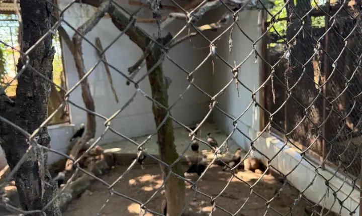 ENTRE A CRUELDADE E A SOBREVIVÊNCIA: Santuário em Minas luta diariamente contra o abandono, a crueldade e o esquecimento