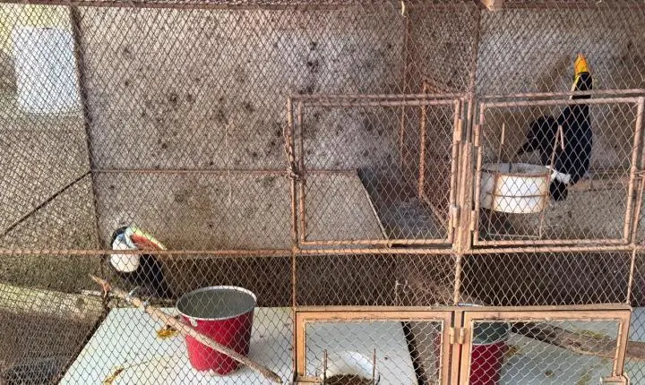 ENTRE A CRUELDADE E A SOBREVIVÊNCIA: Santuário em Minas luta diariamente contra o abandono, a crueldade e o esquecimento