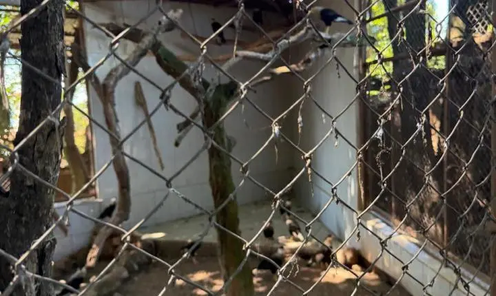 ENTRE A CRUELDADE E A SOBREVIVÊNCIA: Santuário em Minas luta diariamente contra o abandono, a crueldade e o esquecimento