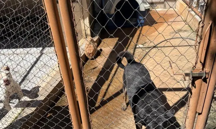 ENTRE A CRUELDADE E A SOBREVIVÊNCIA: Santuário em Minas luta diariamente contra o abandono, a crueldade e o esquecimento