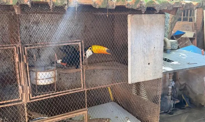 ENTRE A CRUELDADE E A SOBREVIVÊNCIA: Santuário em Minas luta diariamente contra o abandono, a crueldade e o esquecimento