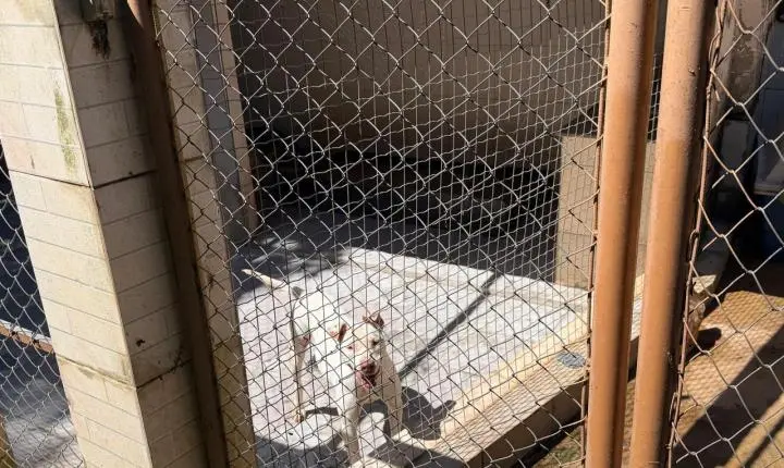 ENTRE A CRUELDADE E A SOBREVIVÊNCIA: Santuário em Minas luta diariamente contra o abandono, a crueldade e o esquecimento