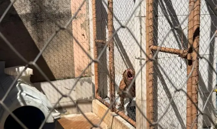 ENTRE A CRUELDADE E A SOBREVIVÊNCIA: Santuário em Minas luta diariamente contra o abandono, a crueldade e o esquecimento