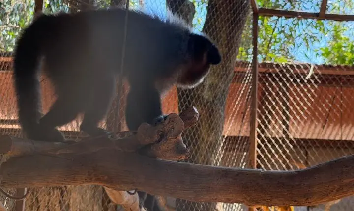 ENTRE A CRUELDADE E A SOBREVIVÊNCIA: Santuário em Minas luta diariamente contra o abandono, a crueldade e o esquecimento