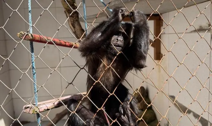 ENTRE A CRUELDADE E A SOBREVIVÊNCIA: Santuário em Minas luta diariamente contra o abandono, a crueldade e o esquecimento